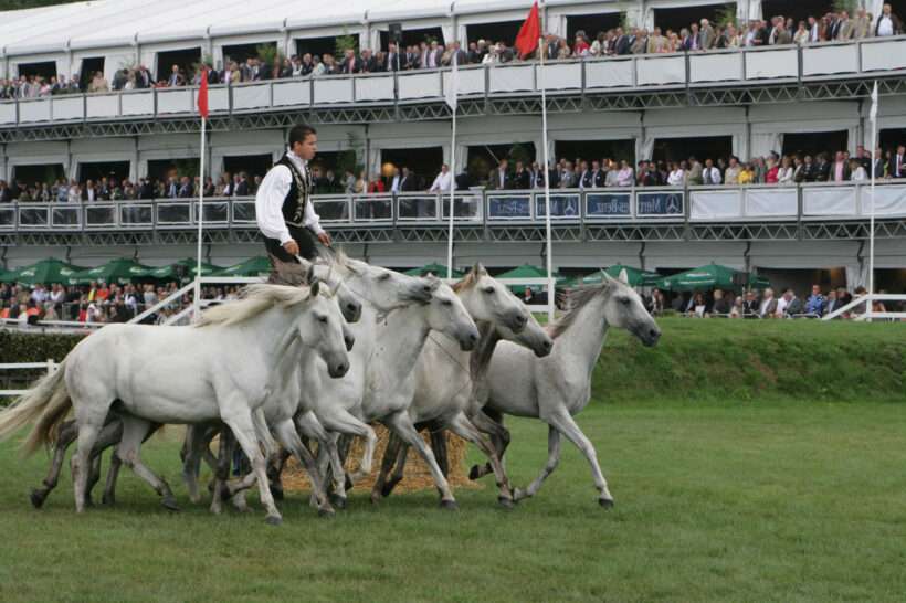 Neptunus etagehal Waregem Koerse Waregem vip tent